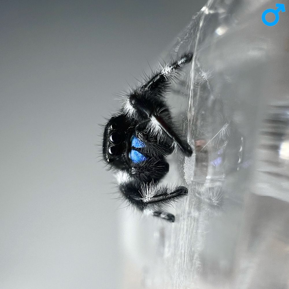Skakun królewski Phidippus regius