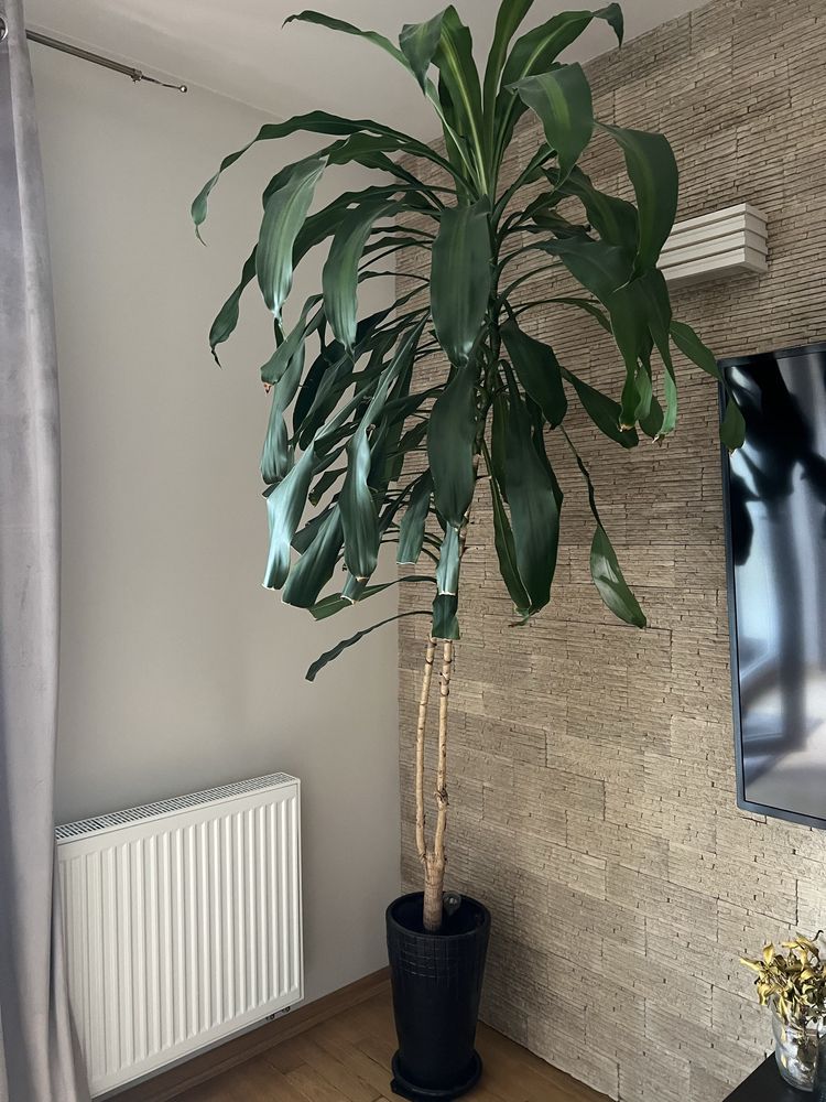 Juka domowa 200 cm