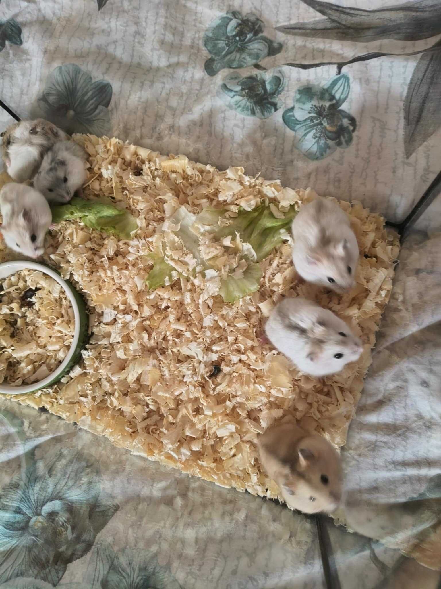 Chomiki dżungarskie.