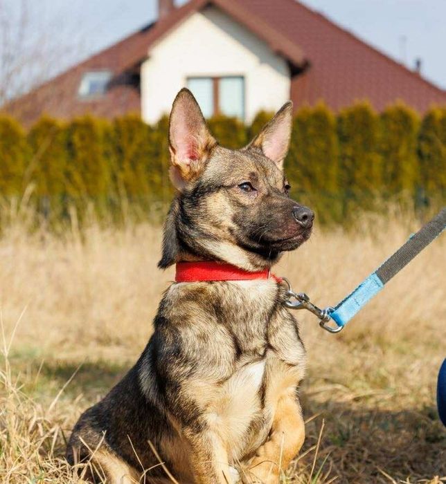 Nieduży Groszek szuka swojej Rodzinyy