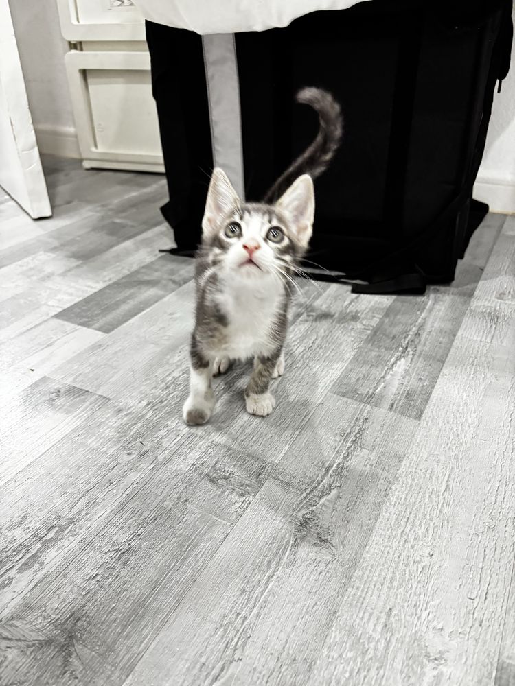 Gata femia filhote