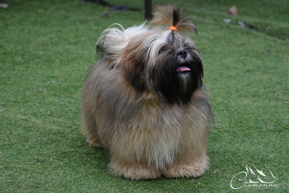 Słodka dziewczynka Lhasa Apso