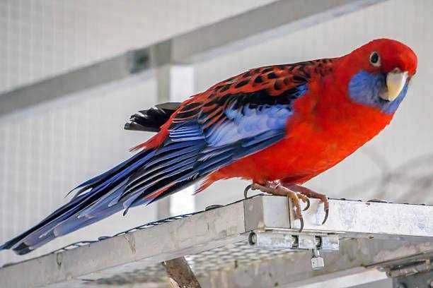 папуги Розелла - яскраві і барвисті пернаті друзі