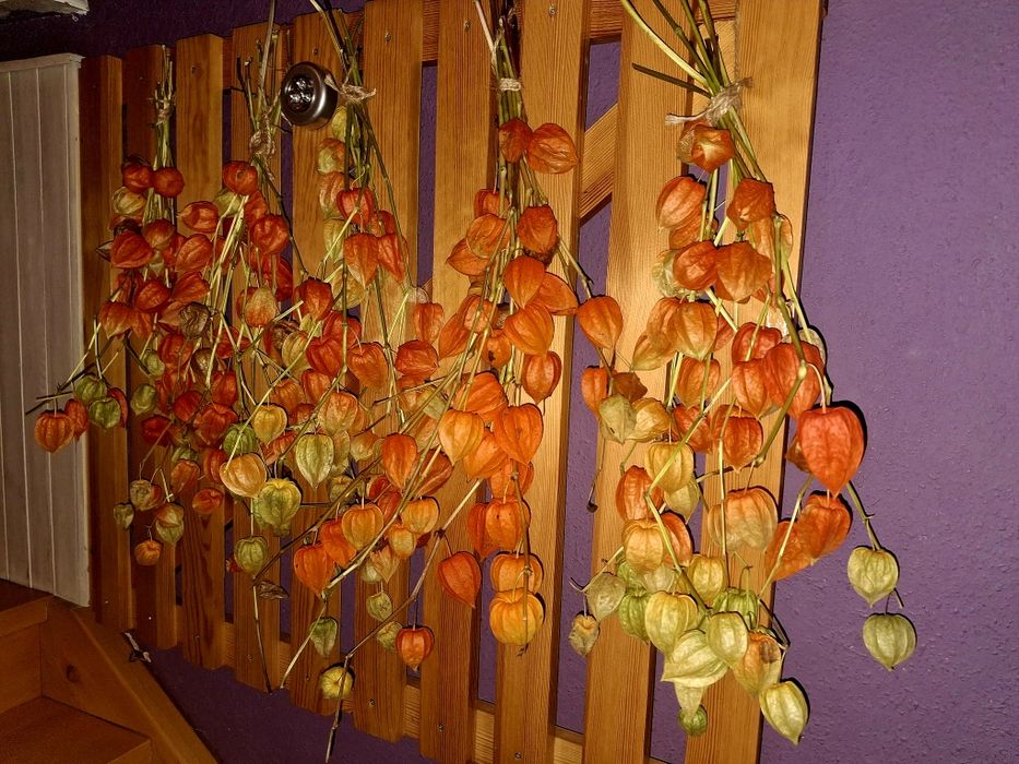 Miechunka ozdobna naturalna lampiony