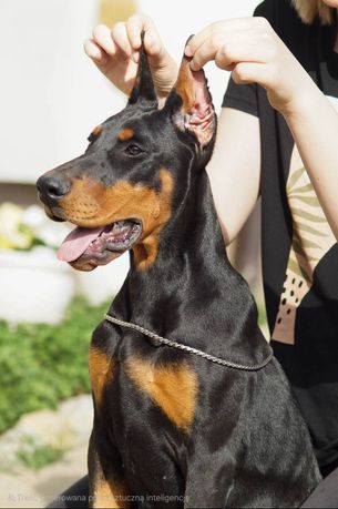 Suczka doberman FCI
