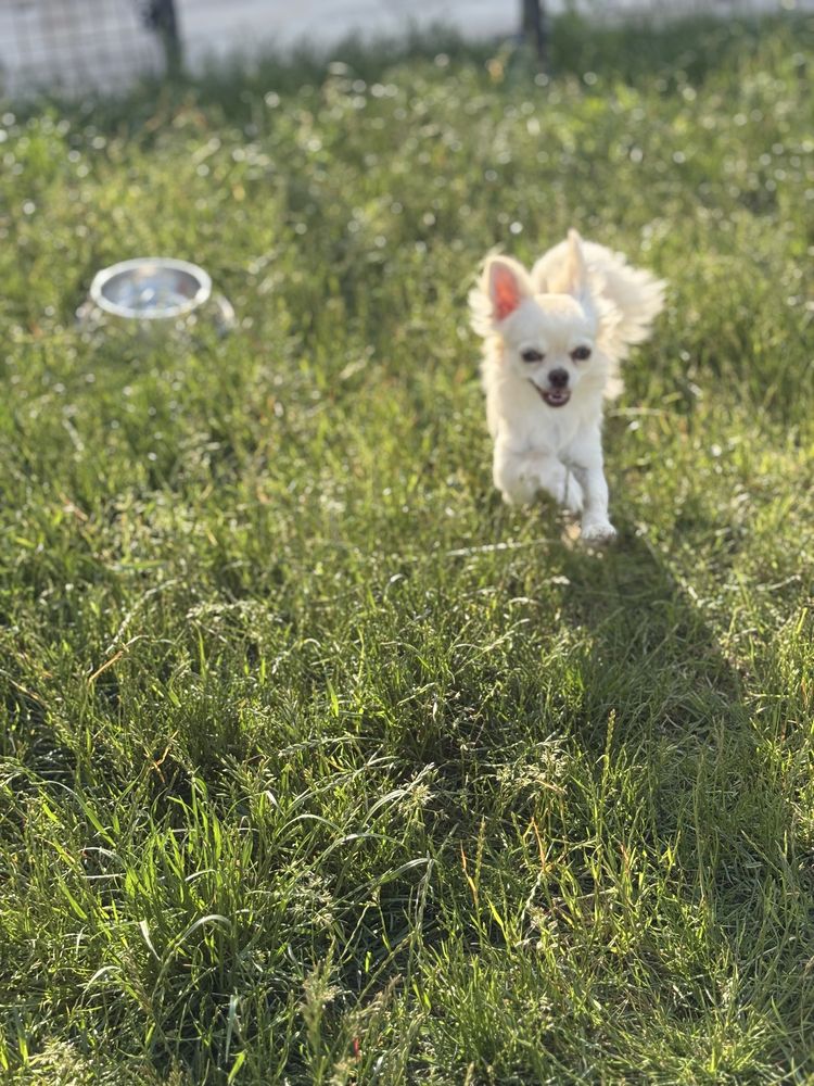 Chłopczyk chihuahua FCI