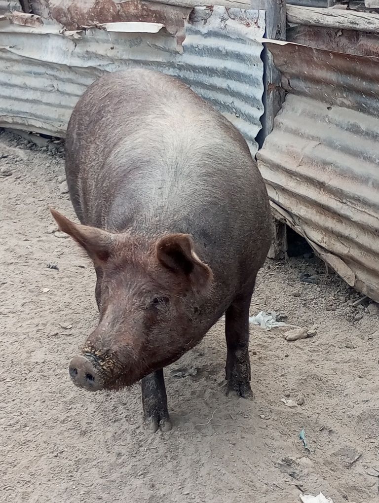 Troco proca com 3 filhotes por ovelhas bordadeira