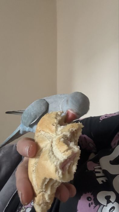 Papuga Aleksandretta recznie karmiona