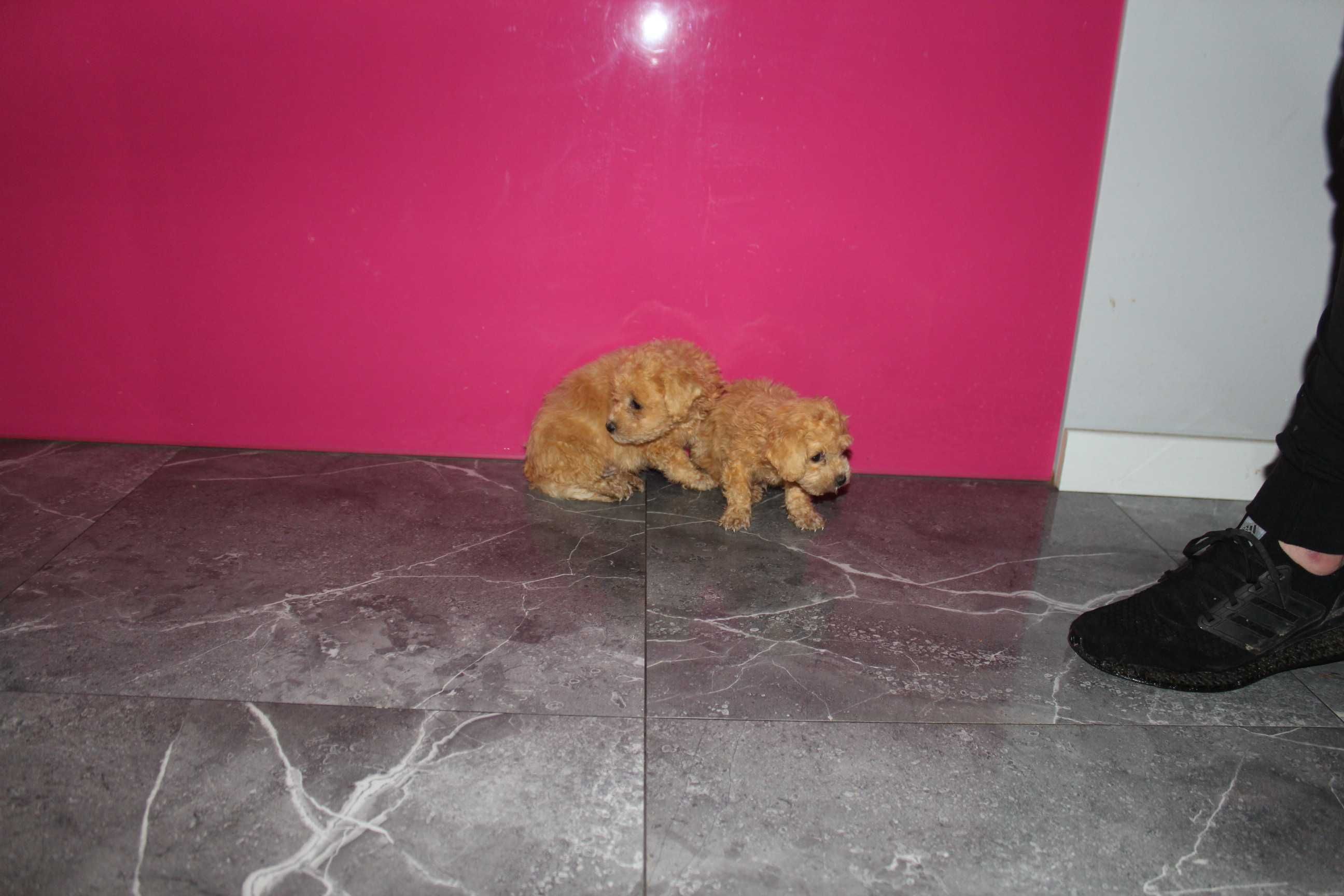 Maltipoo Maltańczyk i Pudel 2