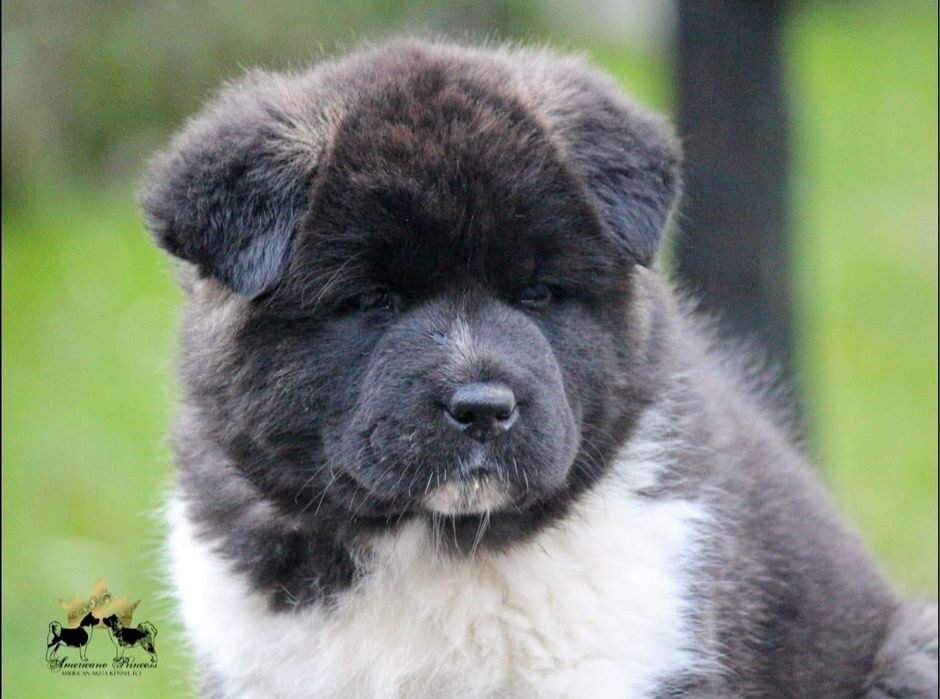Akita Amerykańska Suczka FCI