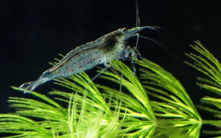 Rybki do akwarium - Krewetki Amano