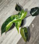Alokazja Bambino Aurea