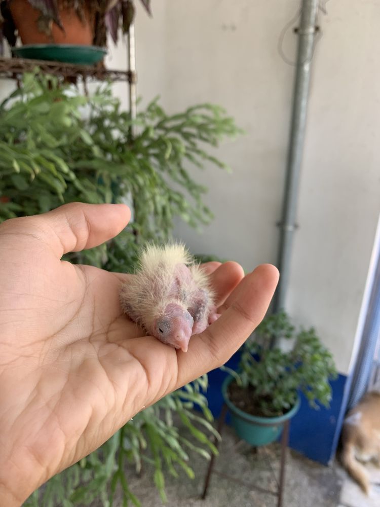 caturras bebes criadas a mão