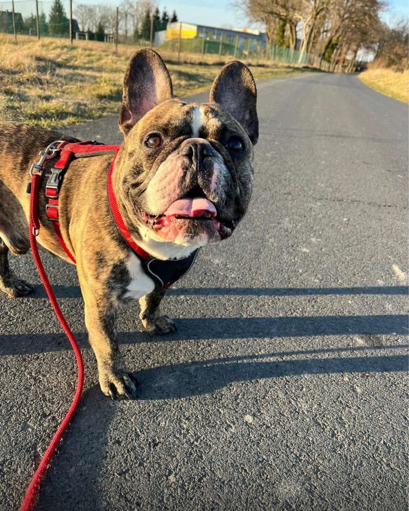 Oddam buldoga francuskiego w dobre ręce
