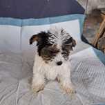 Biewer Yorkshire terrier rodowód +wyprawka