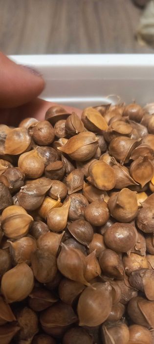 Продам дітки Рокамболь 1700 шт