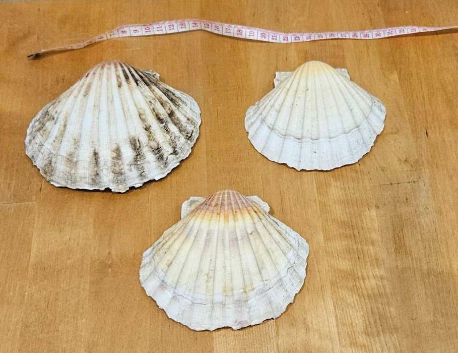 Мушлі середземноморські