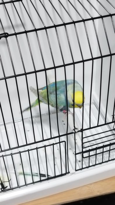 Periquito macho arco-íris