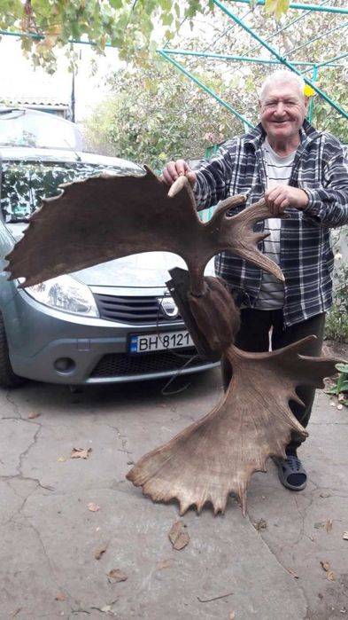 Рога камчатского лося