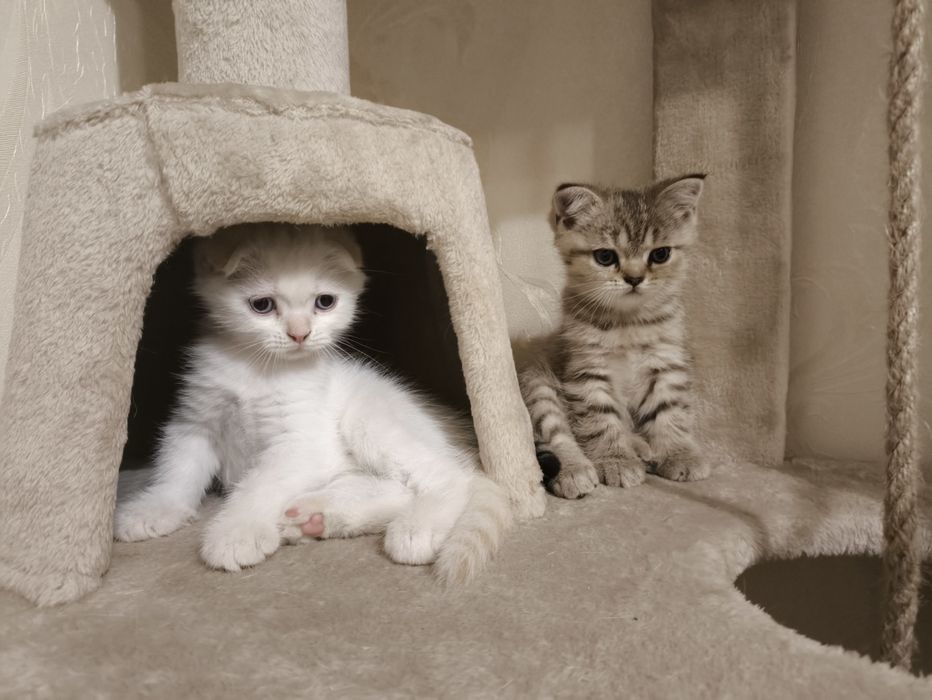 Шотландские котята