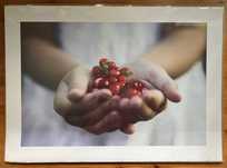NOWY plakat IKEA "A Taste of Smaland", 50 x 70 cm