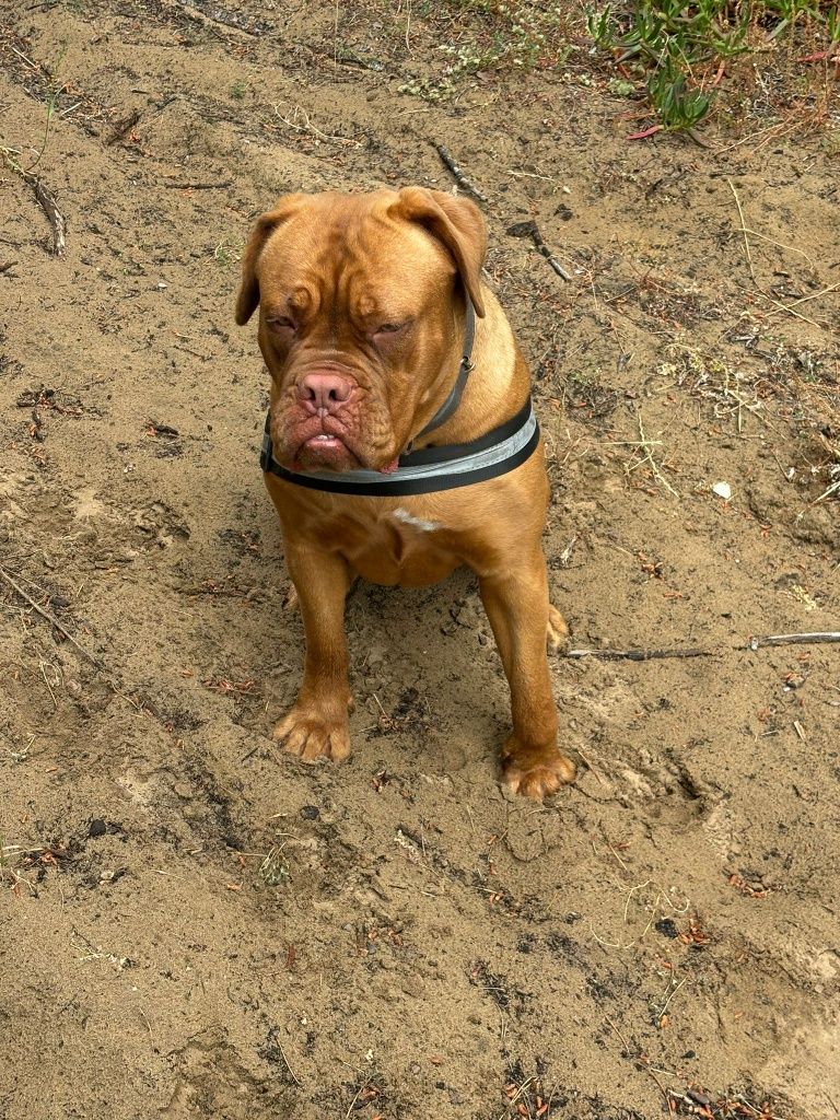 Dogue bordeus fêmea para acassalar