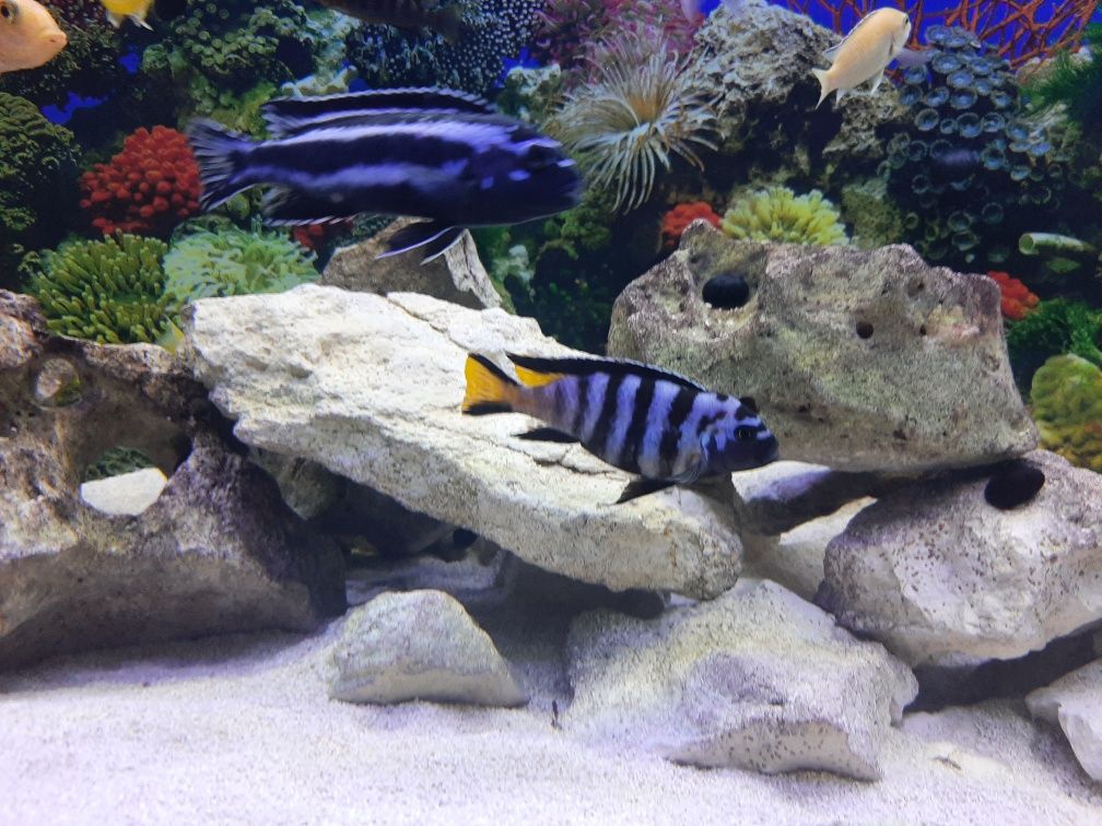 Sprzedam  Pyszczaki Pseudotropheus Elongatus Mphanga samiec+samica