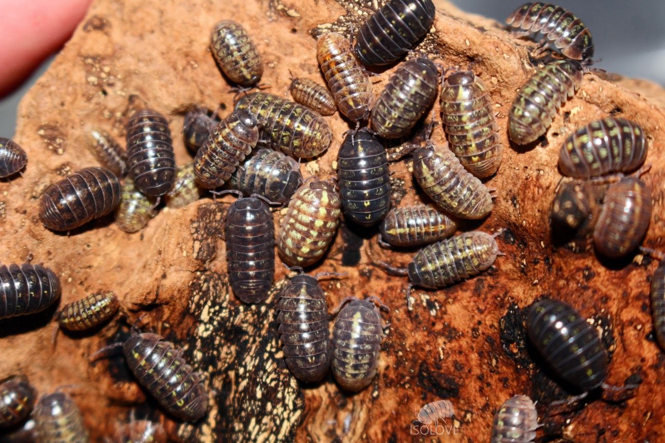 Armadillidium vulgare "Balkan mix", kulanki, równonogi, isopoda