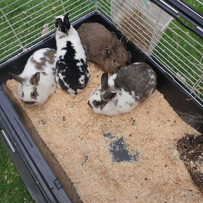 Pruszków - Sprzedam króliki miniaturki