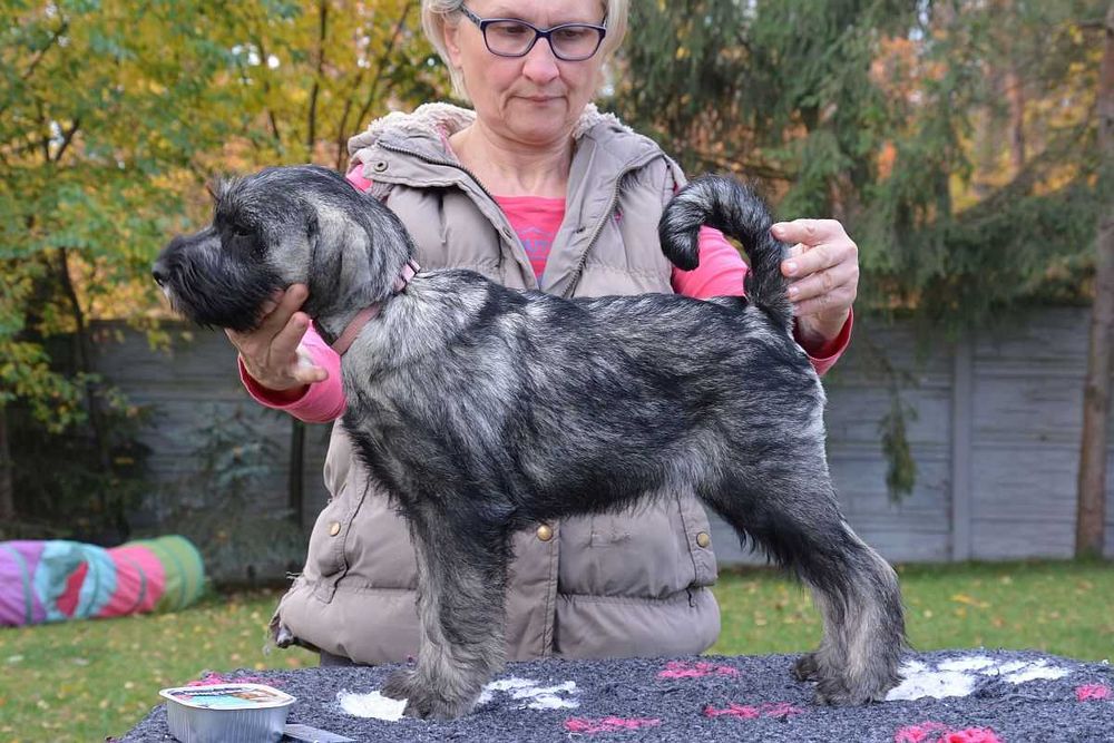 Sznaucer Średni pieprz i sól  ZKwP FCI szczenię suczka