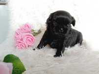 Śliczna suczka Shih-Tzu