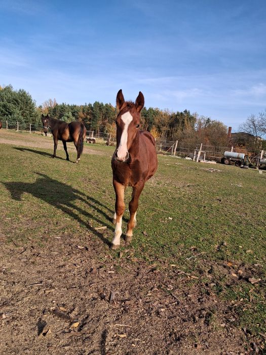 Sprzedam Ogierka Śląskiego