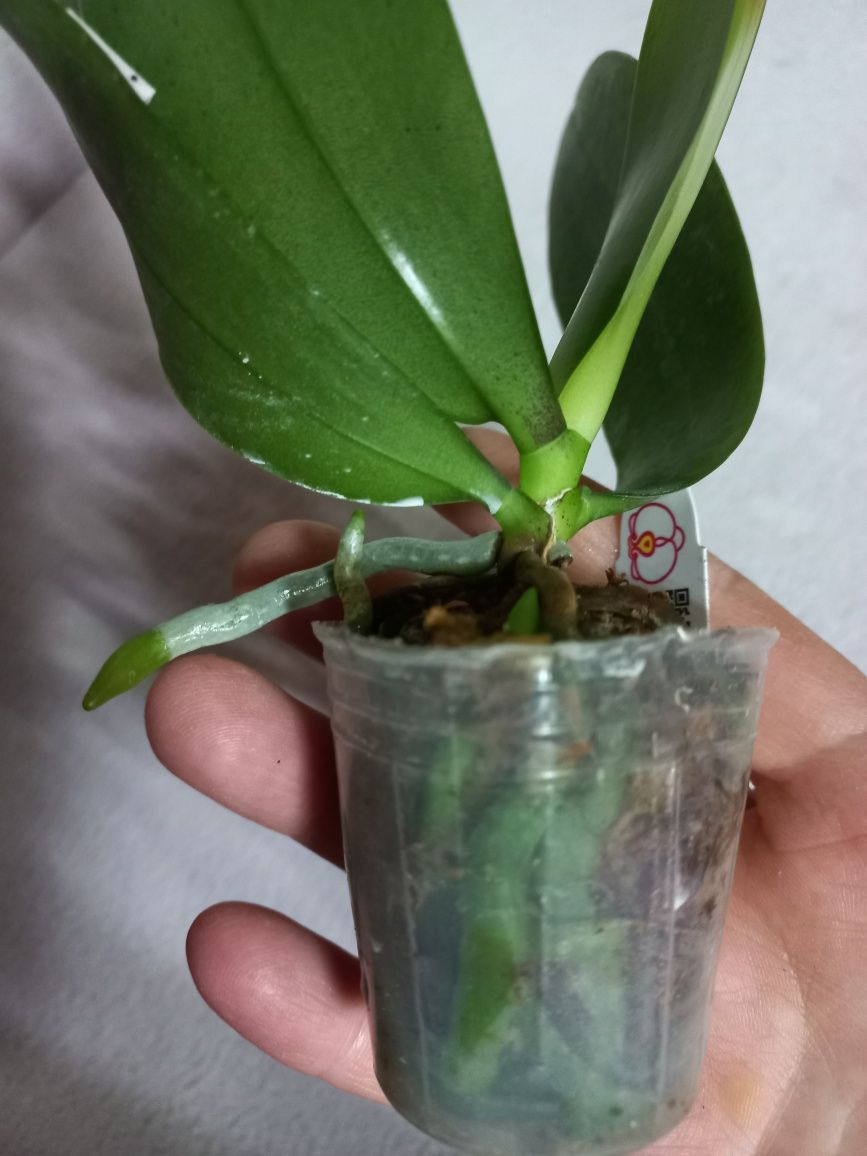 Орхидея Phal Мікс від Мікі 1.7 (мох)