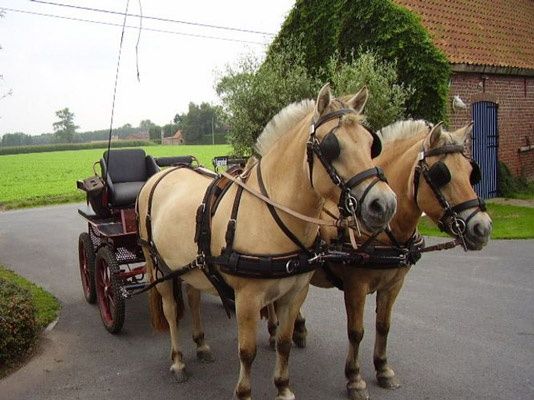 Arreios de Atrelagem "WEBTECH" IDEAL EQUESTRIAN - NOVOS