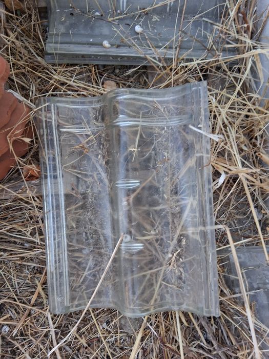 Pata Leão  cumes e outros restos novos