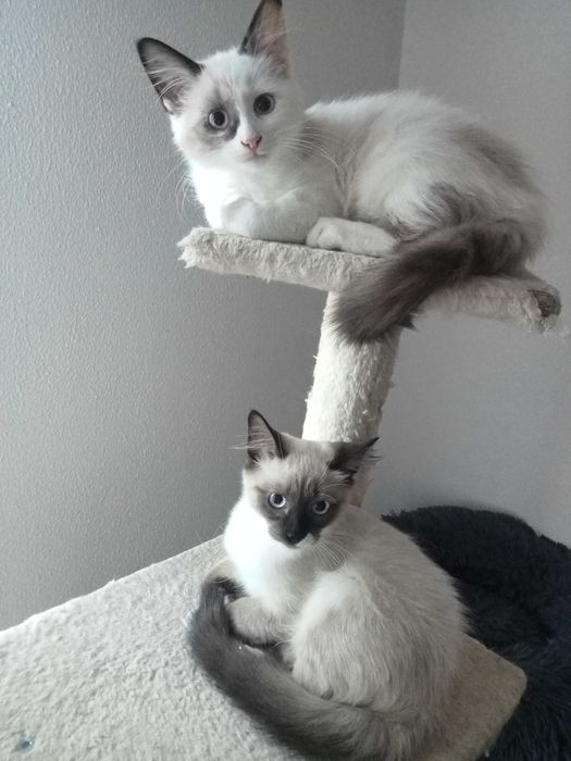 Duas gatinhas adoção em conjunta