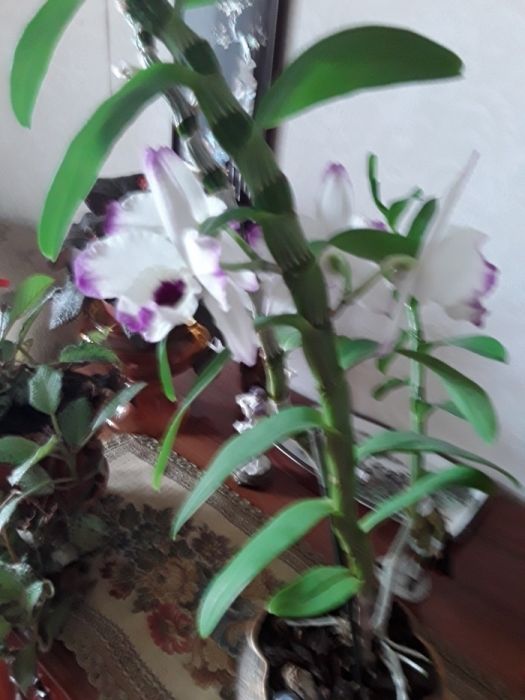 Дендробиум цветущий клеродендрум Томпсона, угандийский.