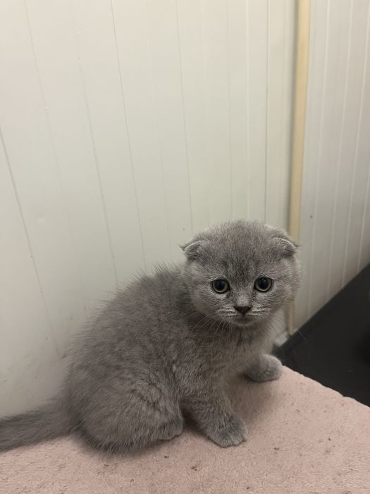 Scottish fold de boa linhagem