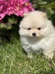 Szpic miniaturowy. Mini Pomeranian - SHEIKHA