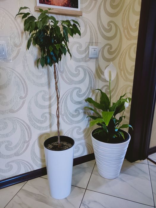 Фікус Бенджаміна вазон