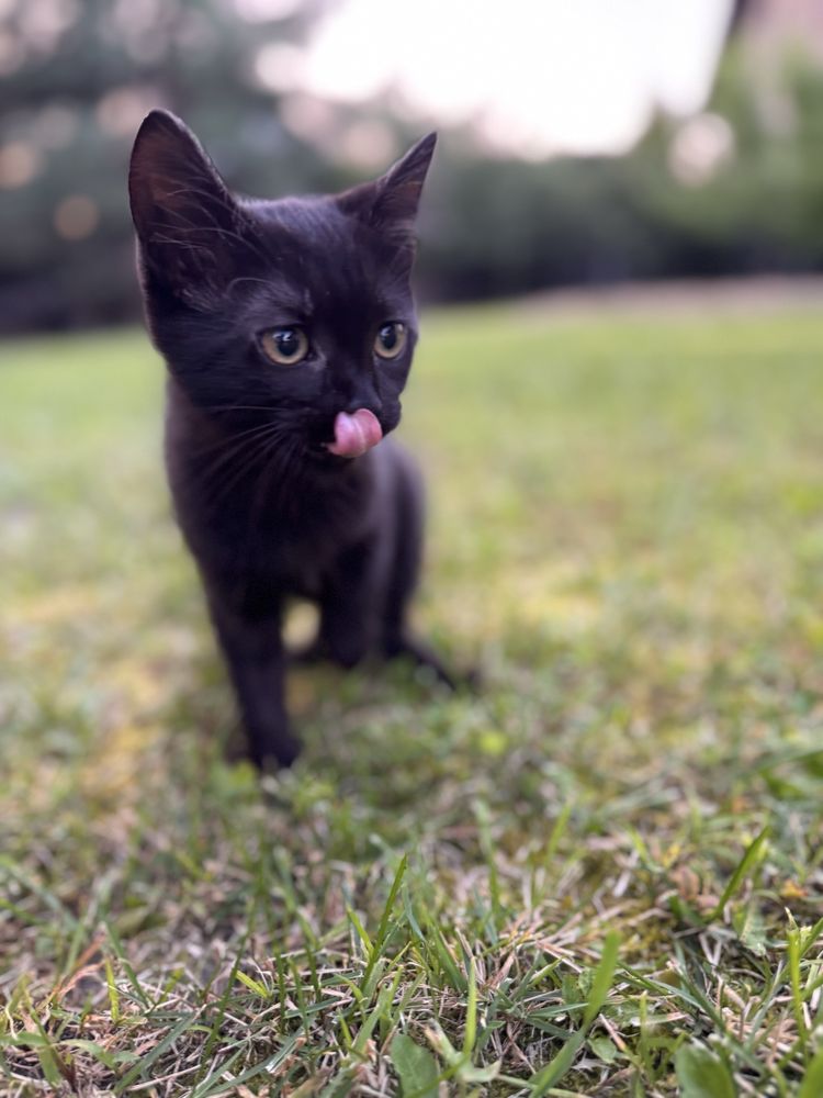 Кошеня 2.5 місяці хлопчик