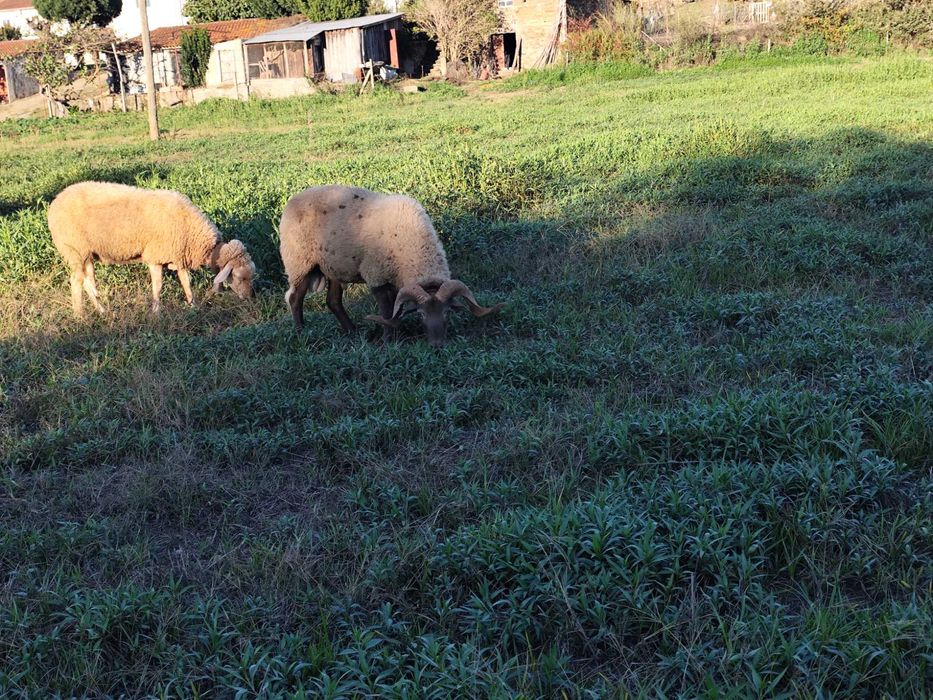 Vendo carneiro com 2 anos! Bom reprodutor!