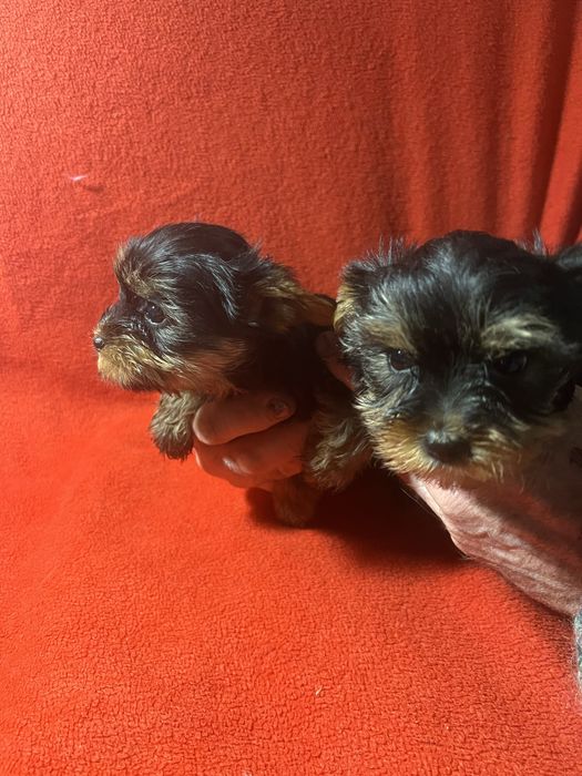 Йоркширский терьер