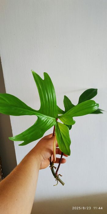 Филодендрон Ло споттед Ring of fire  69686 флоріда бюті альба Ругозум