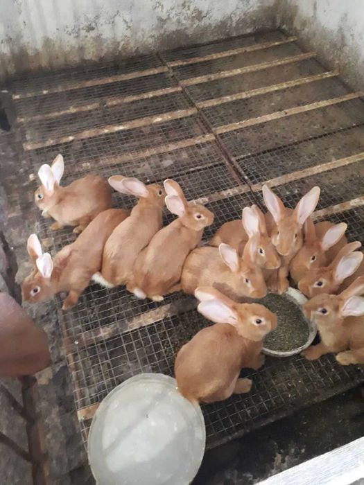 Кролики самці і самочки породи Бургундці