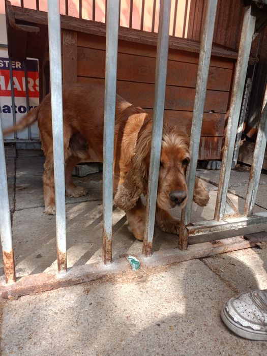 Bursztyn szuka odpowiedzialnego domu !!