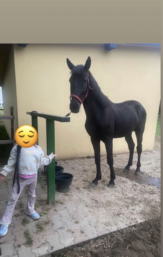 Koń wałach odchowany 3 latek