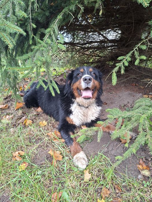 Bernieński pies pasterski suczka