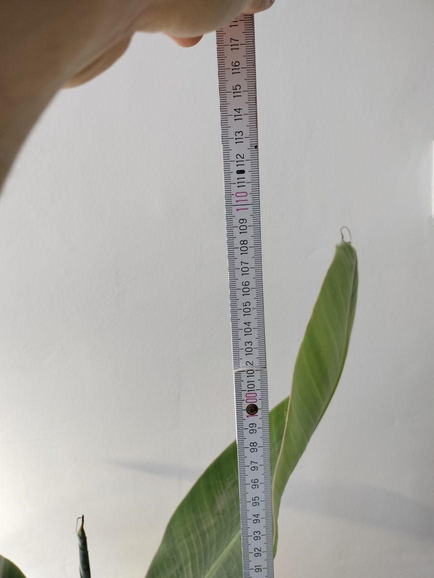 Bananowiec Musa acuminata 'grand nain'