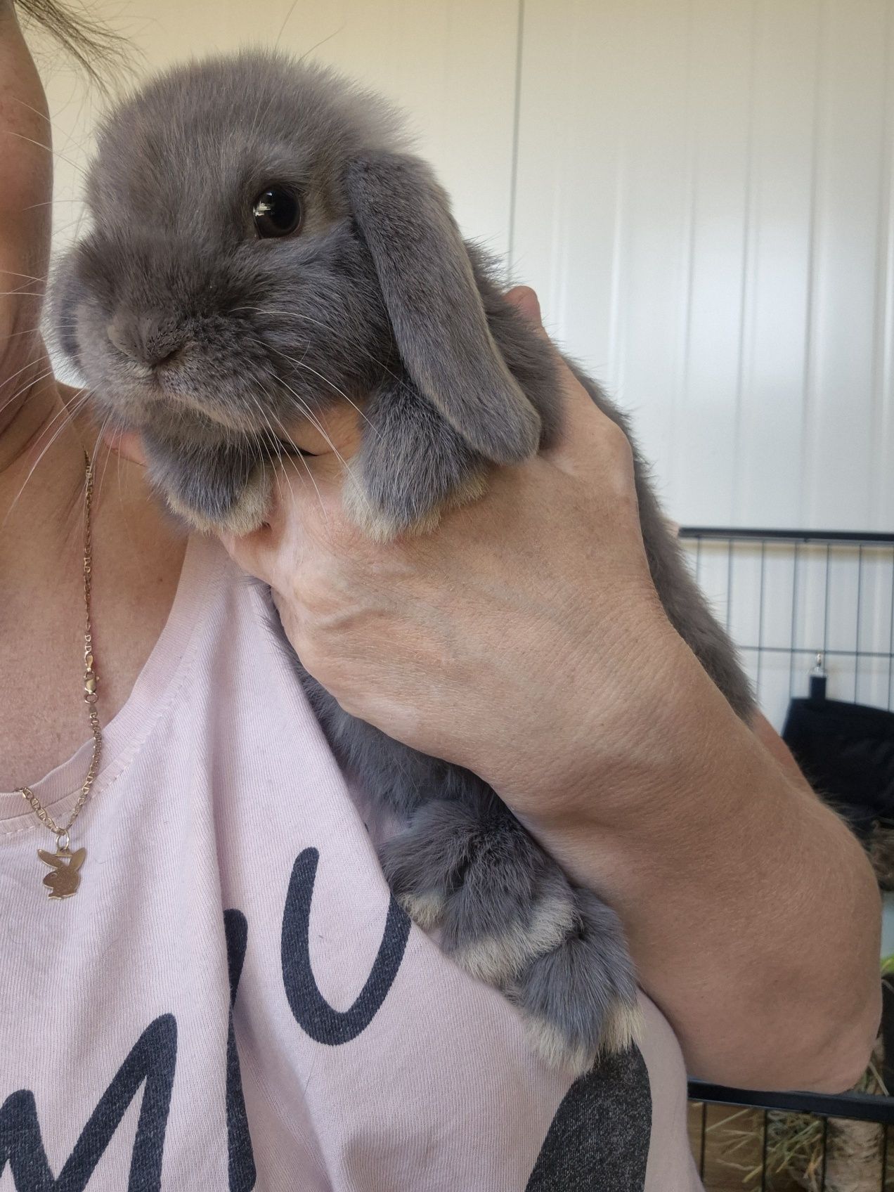 Króliczki Mini lop rasowe